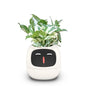 Ivy Smart Planter with AI and Rich Expressions