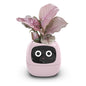 Ivy Smart Planter with AI and Rich Expressions